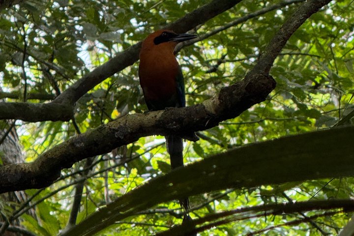 Explore Panama Canal and Gatun Lake with Rainforest Jungle Walk