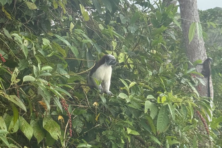 Explore Panama Canal and Gatun Lake with Rainforest Jungle Walk