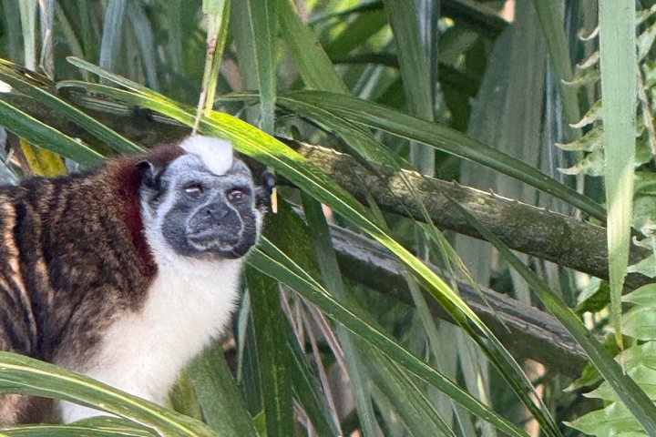 Explore Panama Canal and Gatun Lake with Rainforest Jungle Walk