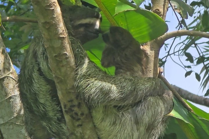 Explore Panama Canal and Gatun Lake with Rainforest Jungle Walk