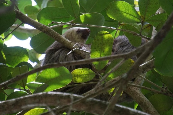 Punta Uva Wildlife Kayaking, Hike & Sloth Watching Tour