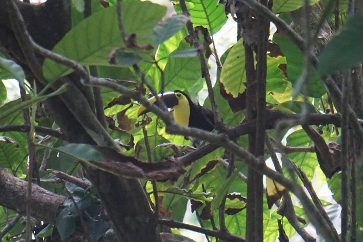 Punta Uva Wildlife Kayaking, Hike & Sloth Watching Tour