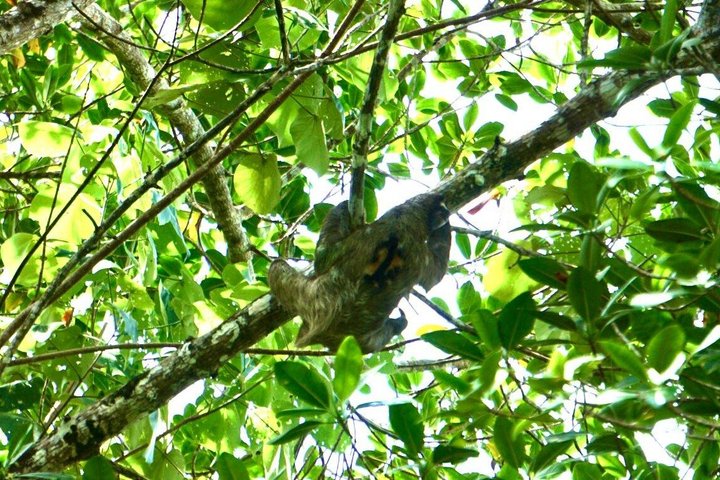 Punta Uva Wildlife Kayaking, Hike & Sloth Watching Tour