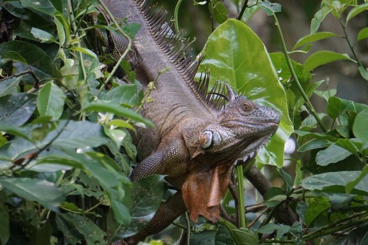 Punta Uva Wildlife Kayaking, Hike & Sloth Watching Tour