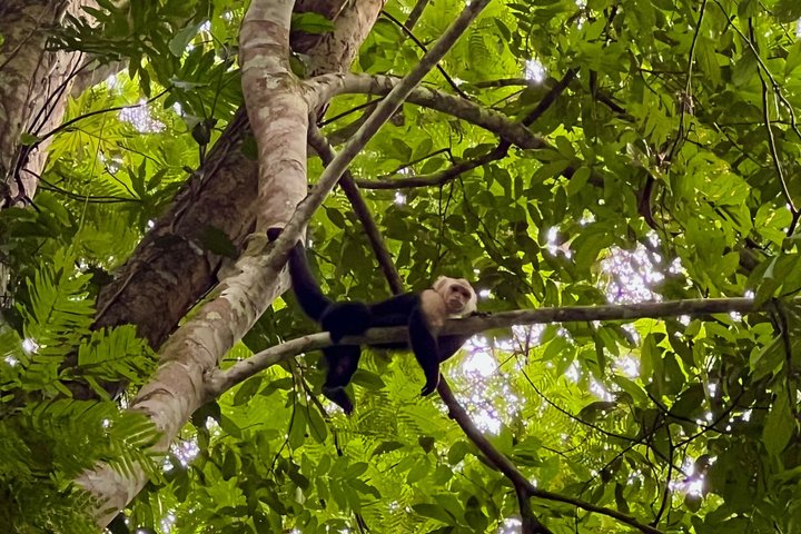 Punta Uva Wildlife Kayaking, Hike & Sloth Watching Tour
