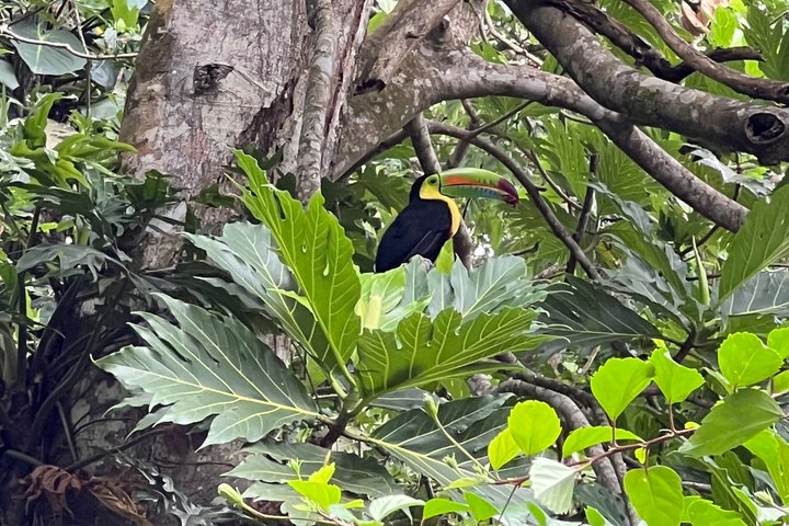 Punta Uva Wildlife Kayaking, Hike & Sloth Watching Tour
