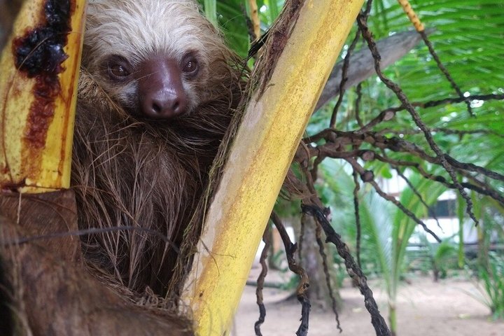 Punta Uva Wildlife Kayaking, Hike & Sloth Watching Tour