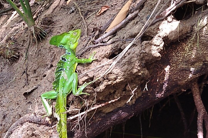 Punta Uva Wildlife Kayaking, Hike & Sloth Watching Tour