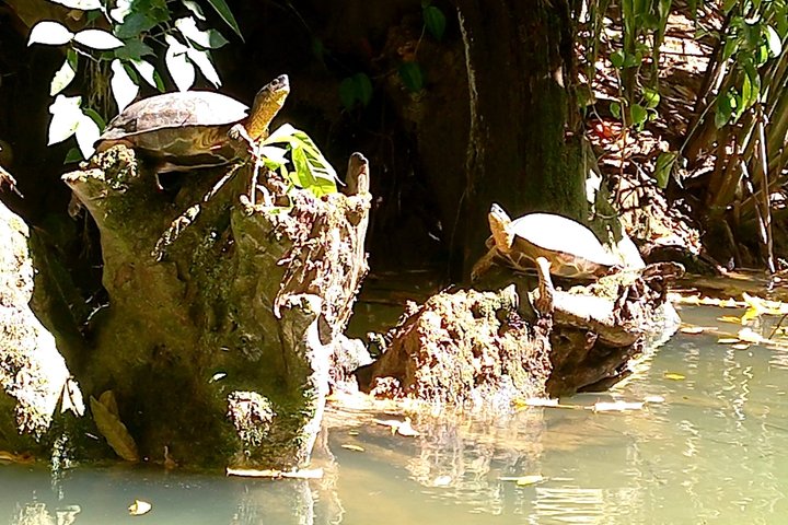 Punta Uva Wildlife Kayaking, Hike & Sloth Watching Tour