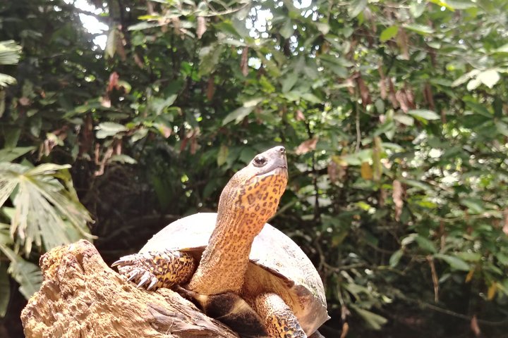 Punta Uva Wildlife Kayaking, Hike & Sloth Watching Tour