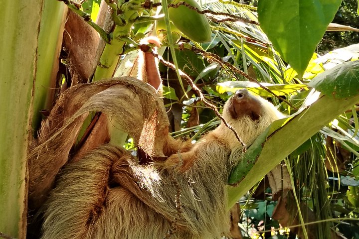 Punta Uva Wildlife Kayaking, Hike & Sloth Watching Tour