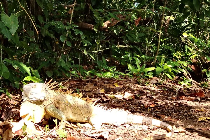 Punta Uva Wildlife Kayaking, Hike & Sloth Watching Tour