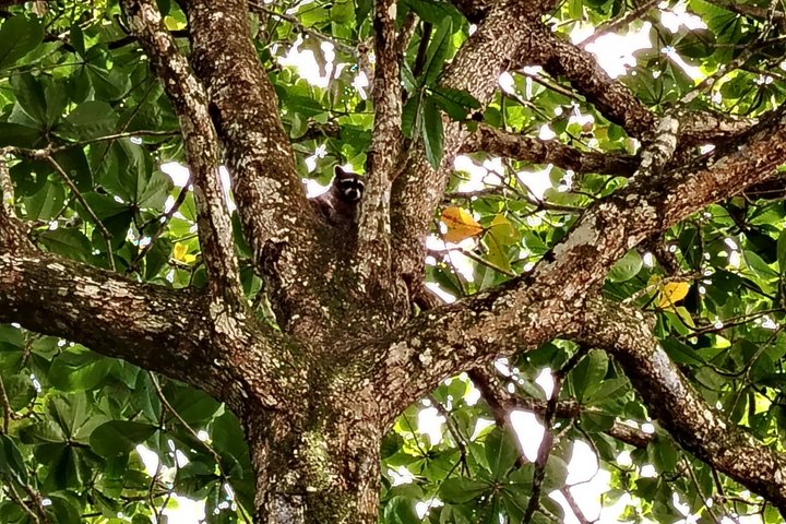 Punta Uva Wildlife Kayaking, Hike & Sloth Watching Tour