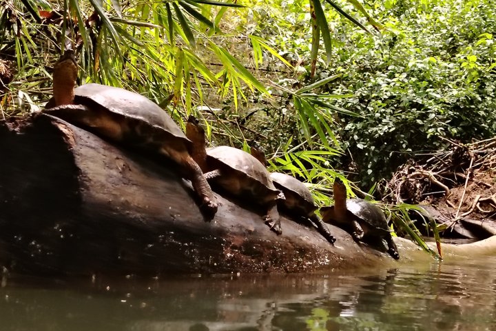 Punta Uva Wildlife Kayaking, Hike & Sloth Watching Tour