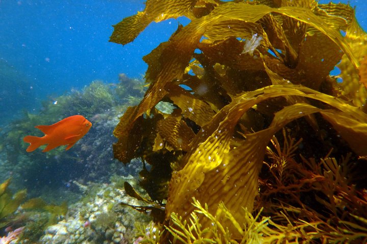 Undersea Expedition: Catalina Island Tour