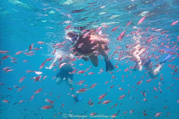 Aquanauts Outing Boat Hiking Palmée Coral Discovery