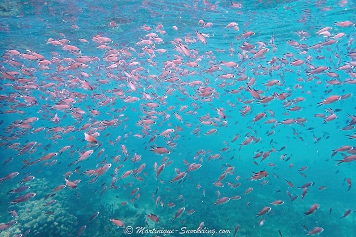Aquanauts Outing Boat Hiking Palmée Coral Discovery