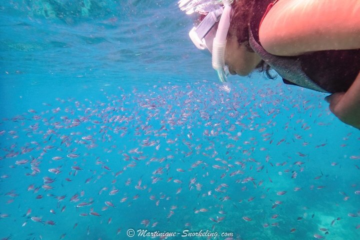 Aquanauts Outing Boat Hiking Palmée Coral Discovery