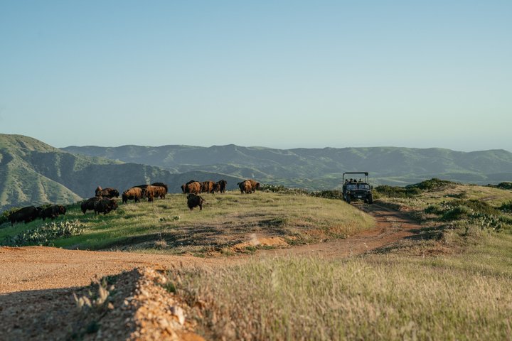 Catalina Island Bison Expedition