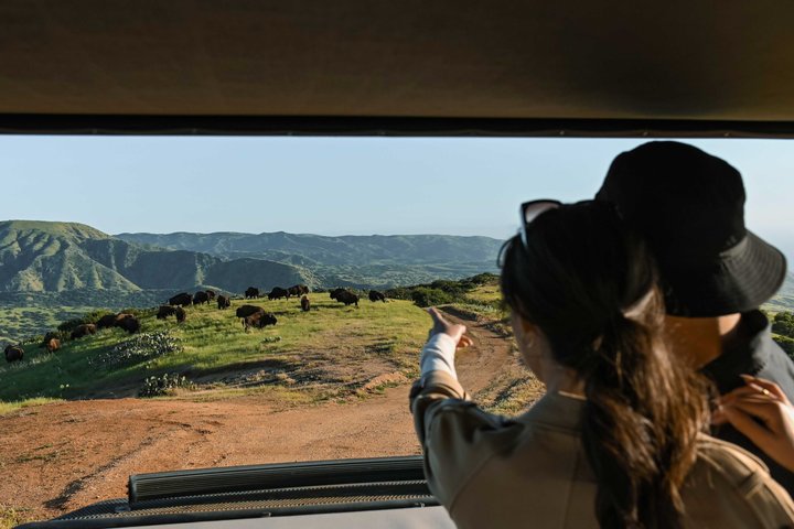 Catalina Island Bison Expedition