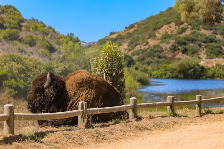 Catalina Island Bison Expedition