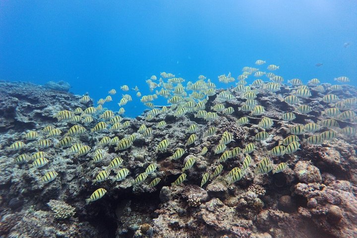 Okinawa Private Snorkeling Tour Blue Cave Hotel pickup available