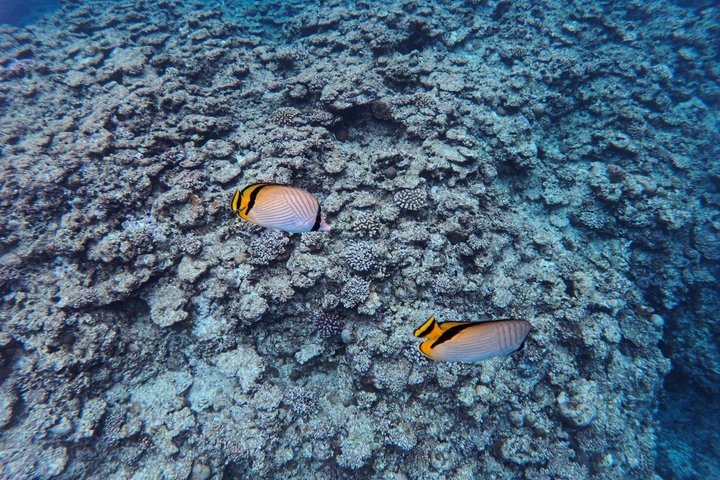 Okinawa Private Snorkeling Tour Blue Cave Hotel pickup available