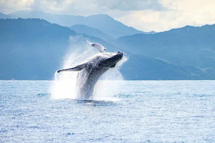 Humpback Whale Watching Tour