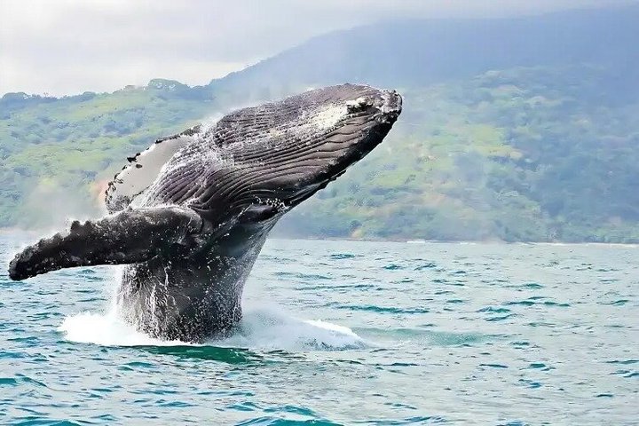 Humpback Whale Watching Tour