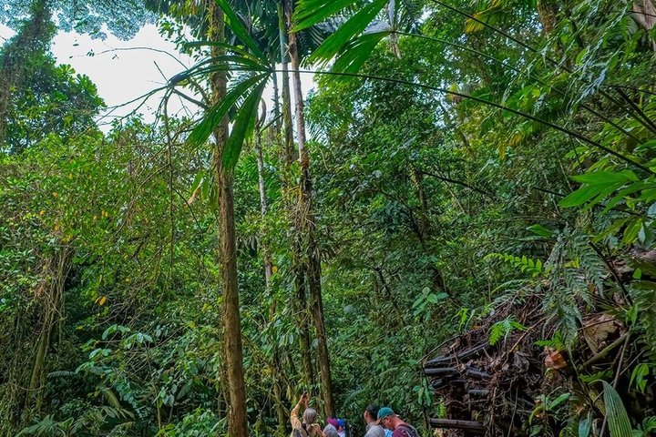 Arenal volcano, hanging bridges and sloth encounter tour.