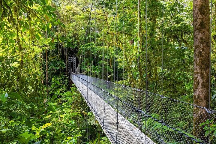 Arenal volcano, hanging bridges and sloth encounter tour.