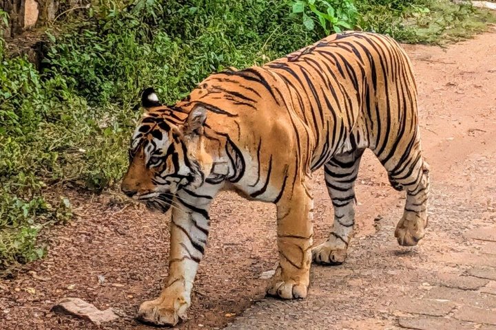 Ranthambore Tiger Safari in Jeep or Canter with Pickup