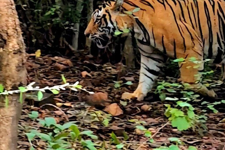Ranthambore Tiger Safari in Jeep or Canter with Pickup