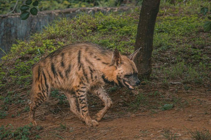 Ranthambore Tiger Safari in Jeep or Canter with Pickup