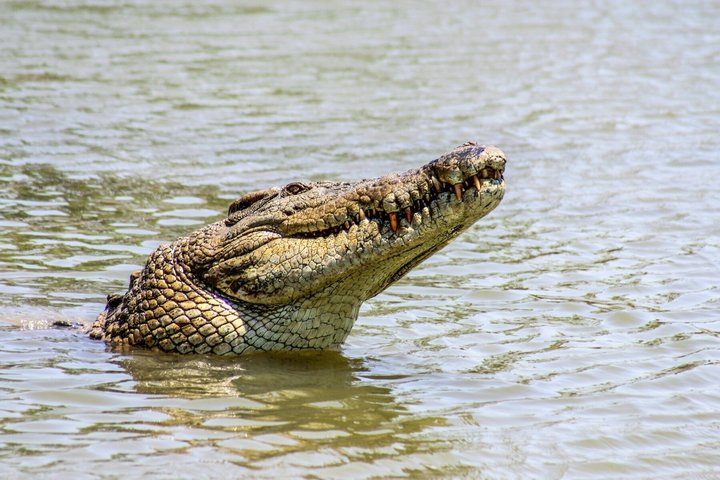 Ranthambore Tiger Safari in Jeep or Canter with Pickup