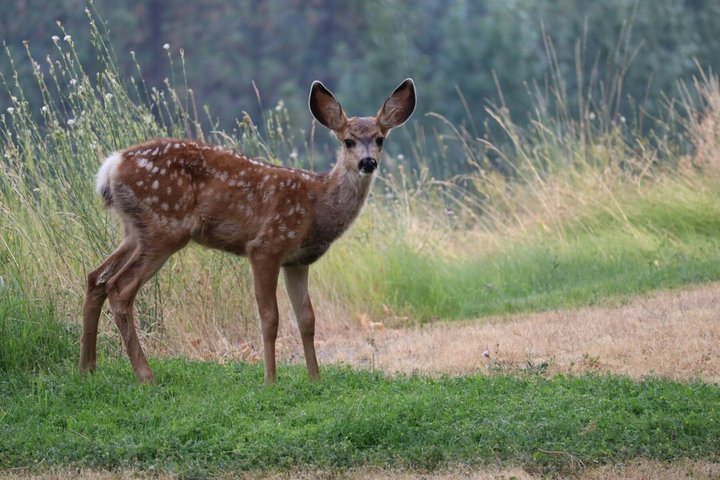 Ranthambore Tiger Safari in Jeep or Canter with Pickup