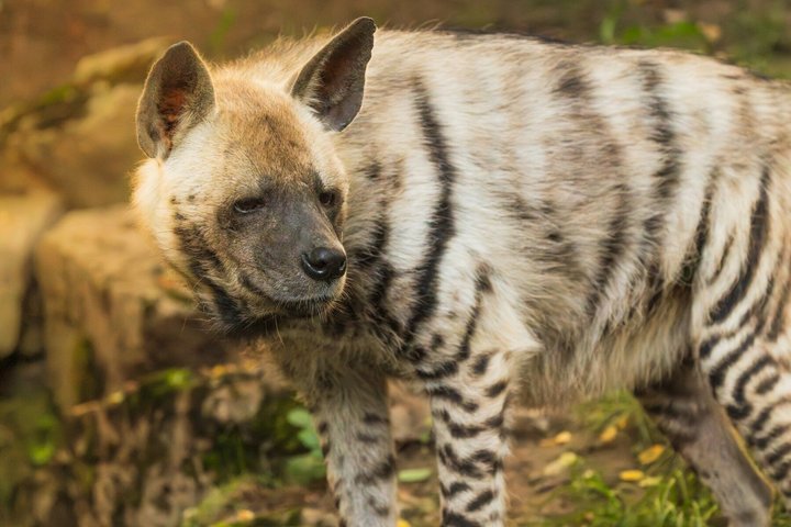 Ranthambore Tiger Safari in Jeep or Canter with Pickup