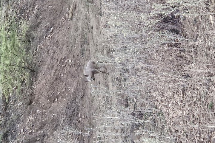 Ranthambore Tiger Safari in Jeep or Canter with Pickup