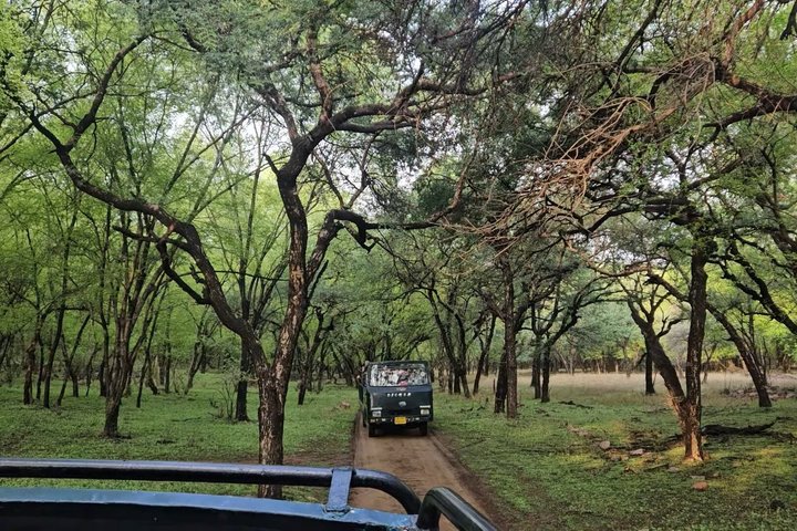 Ranthambore Tiger Safari in Jeep or Canter with Pickup