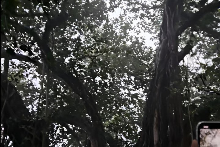 Ranthambore Tiger Safari in Jeep or Canter with Pickup