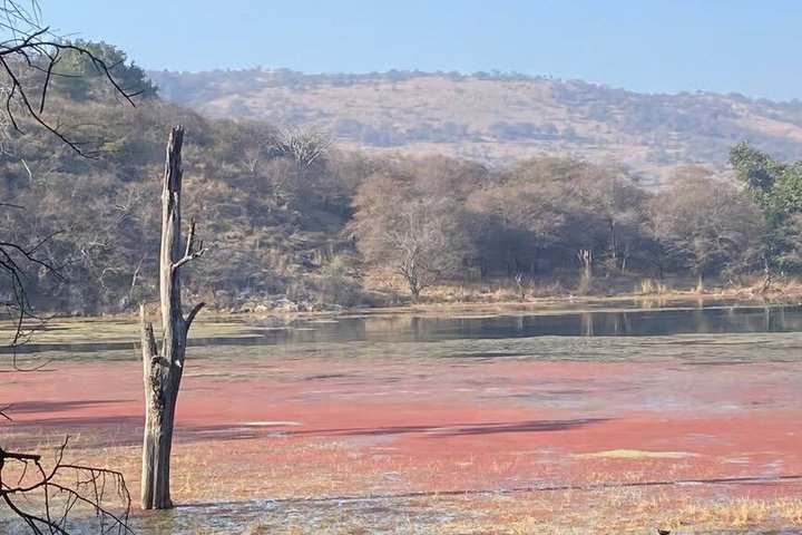 Ranthambore Tiger Safari in Jeep or Canter with Pickup