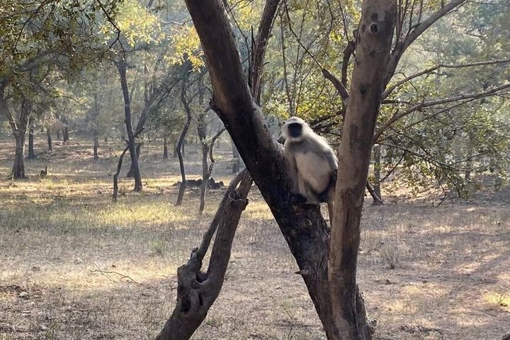 Ranthambore Tiger Safari in Jeep or Canter with Pickup