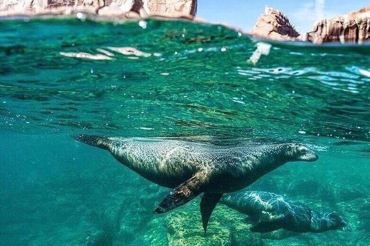 Espiritu Santo Island Tour with Sea Lion Snorkeling