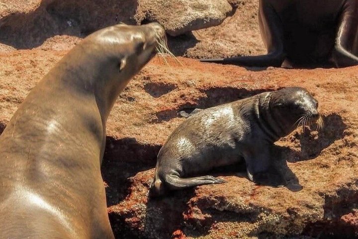 Espiritu Santo Island Tour with Sea Lion Snorkeling
