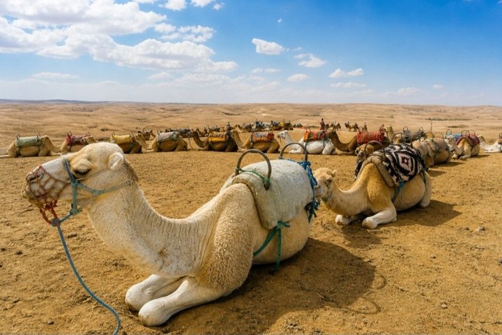 Marrakech Desert Agafay Quad & Camel with Lunch & swimming pool