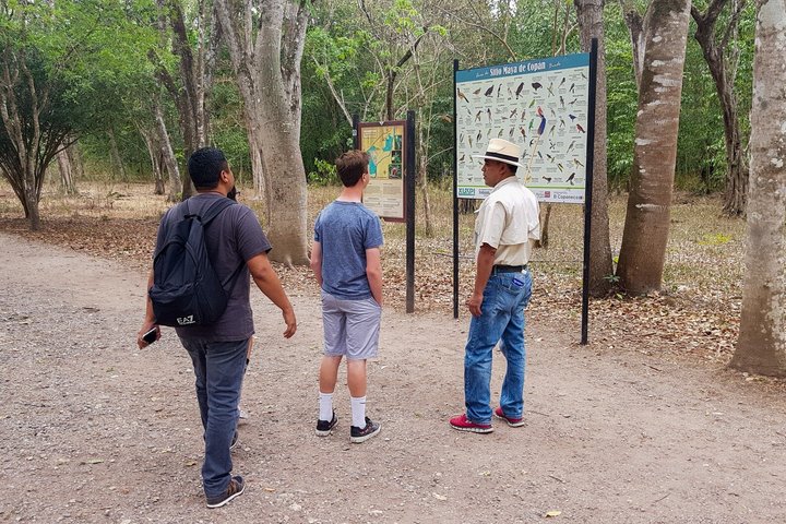 From San Pedro Sula: Mayan Ruins of Copan Day Trip