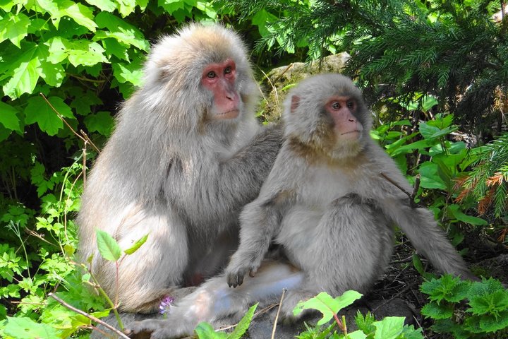 Full Day Snow Monkey Park and Togakushi Shrine Tour in Nagano