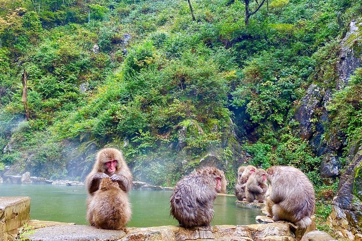 Full Day Snow Monkey Park and Togakushi Shrine Tour in Nagano