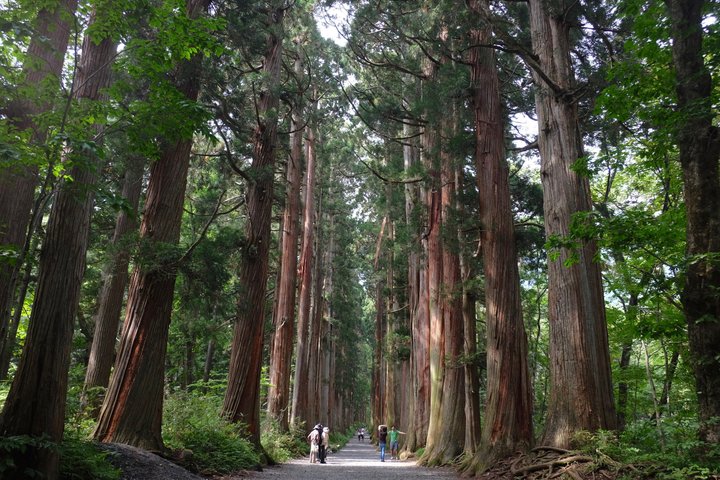 Full Day Snow Monkey Park and Togakushi Shrine Tour in Nagano