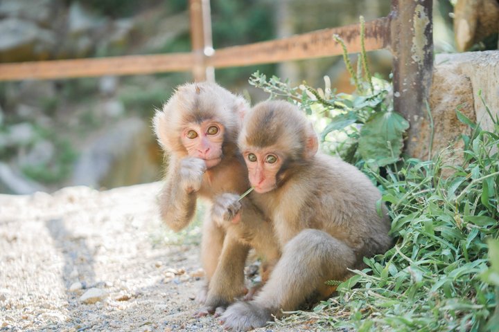 Full Day Snow Monkey Park and Togakushi Shrine Tour in Nagano